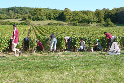 chateau de chamilly vendanges au chateau pres de mercurey ete